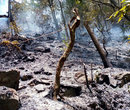 Gần 2.000 người đã khống chế được đám cháy rừng